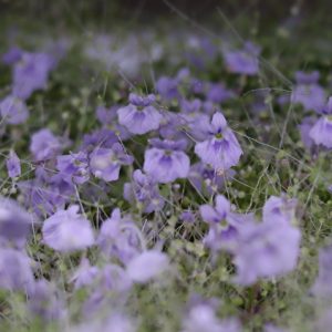 珍しい 兎苔（ウサギゴケ）【大花・紫色系統】うさぎの花が咲くカワイイ食虫植物「栽培説明書付」