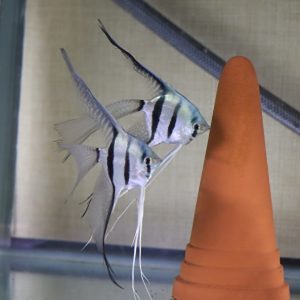 ブルー ベールテール エンゼルフィッシュ【成魚Ｌサイズ（約15cm）】